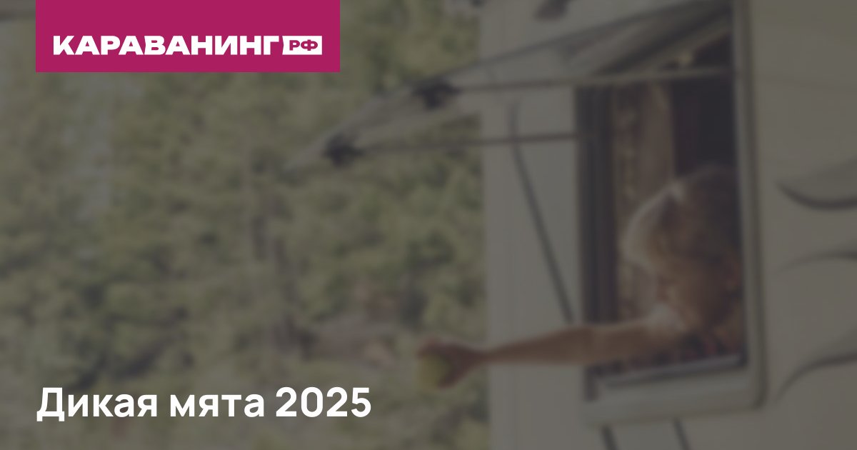 Дикая мята 2025